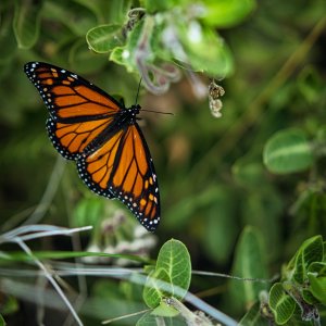 _DSC0749.jpeg