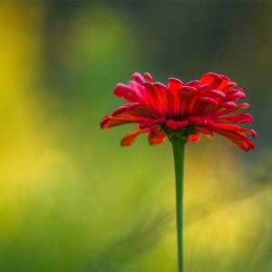 2018_IMG_2938_Zinnia.jpg