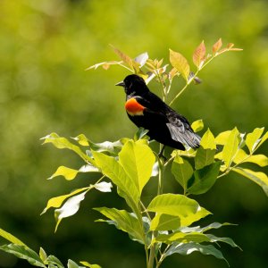 Red-Winged Blackbird on Bush.jpeg
