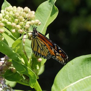 monarch1.jpg