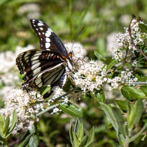 IMG_2988.jpeg