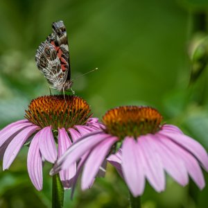 painted_lady-2.jpg