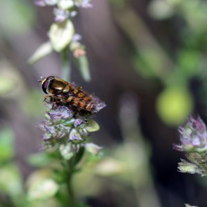 Hoverfly.jpg
