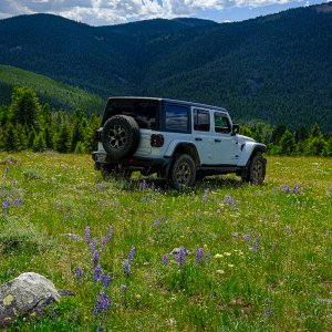 Wildflowers_055_2020_07_06_0099.jpg