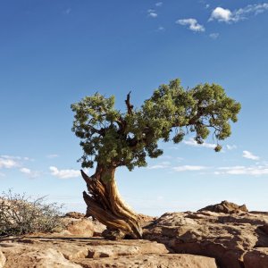 lone pine.jpg