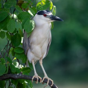 black_crowned_night_heron-1.jpg