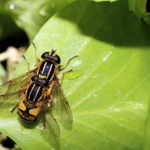 Hoverflies Helophilus pendulus %22dangling marsh-lover%22.jpg