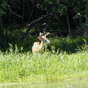little buck.jpg