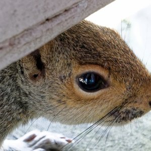 Surely She Doesn't See Me Sneaking Back On the Deck.jpeg