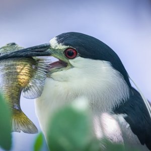 black_crowned_night_heron-4.jpg