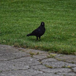 crow_driveway.jpeg