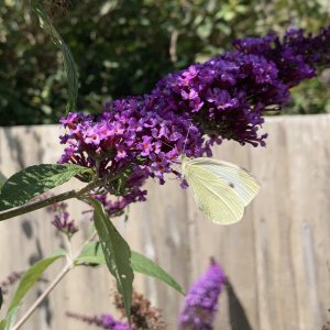 IMG_6092.JPG