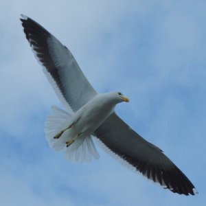 Gull @ Kawhia (1).jpg