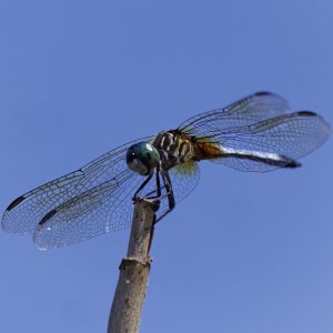 Dragonfly montezuma12k.jpg