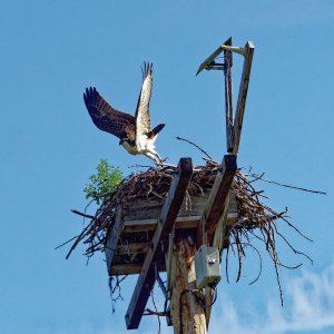 osprey 2k2.jpg