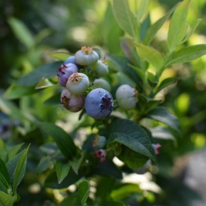 blueberries_2020-1.jpeg