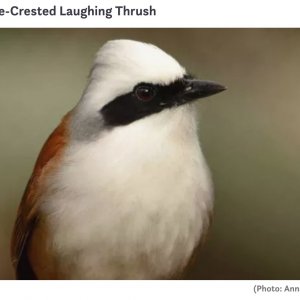 WhiteCrestedLaughingThrush.jpg