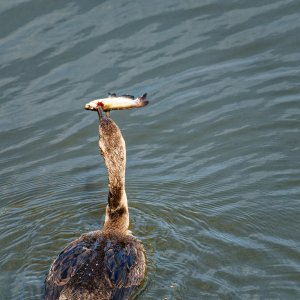 Look, Mom, I Caught a Fish!.jpeg