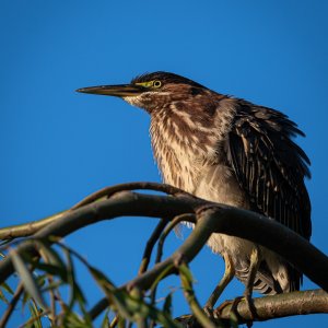 green_heron-3.jpg