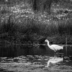 _DSC4084.jpg