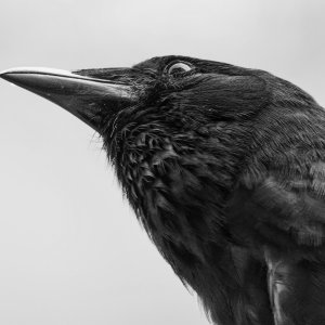 Whaddya Mean I Can't Grab Your Birdseed?.jpeg