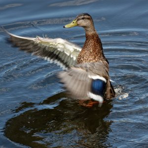 Everything's Just Ducky.jpeg