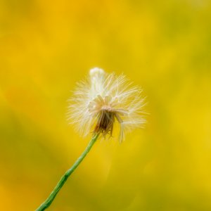 Tiny Thistley Thing.jpeg