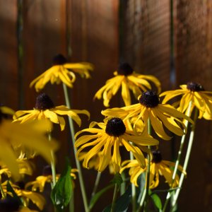black_eyed_susans.jpeg