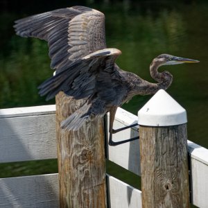 Alfred Landing on the Railing.jpeg
