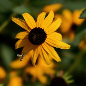 Black-Eyed Susan and Friend.jpeg