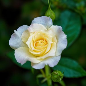 Creamy White Rose.jpeg