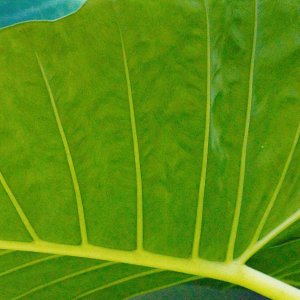 Elephant Ear Leaf.jpeg