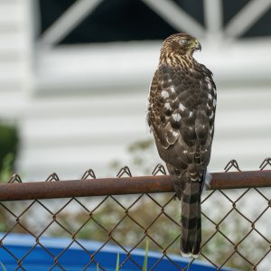 img-red-tailed-hawk-003-SAI-sharpen.jpg