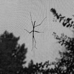 Stick insect.jpeg
