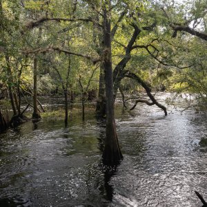 Hillsborough River SP- 1500px-4.JPG