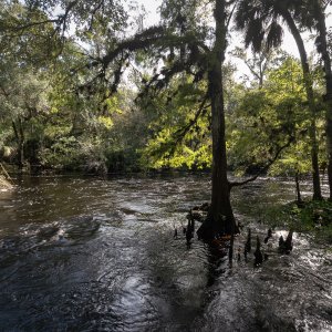Hillsborough River SP- 1500px-10.JPG