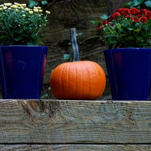 October Pumpkins and Flowers.jpeg
