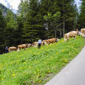 Cows-2000px.jpg