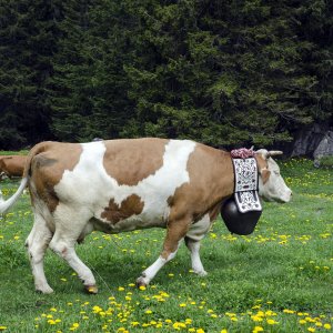 Cowbell - 2000px.jpg