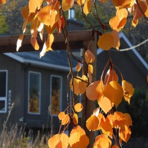 Aspen_5.jpg