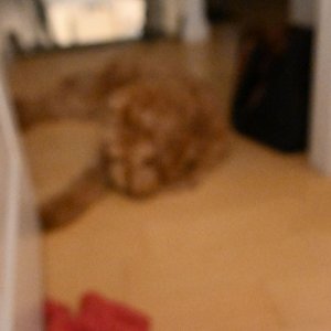 DSC_0248.jpeg