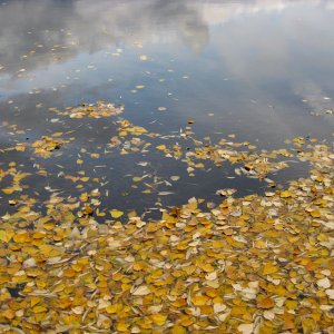 fall_leaves_spokane_river.jpeg