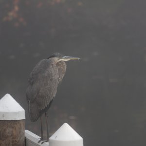 Alfred on a Foggy Day.jpeg