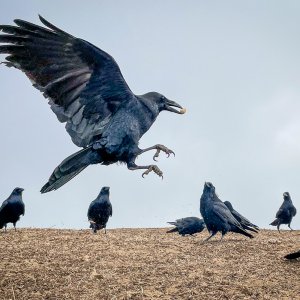 Funston Crows.jpg