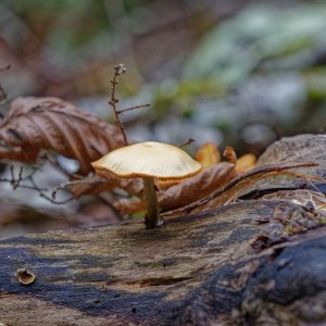 shroomcrop2k.jpg