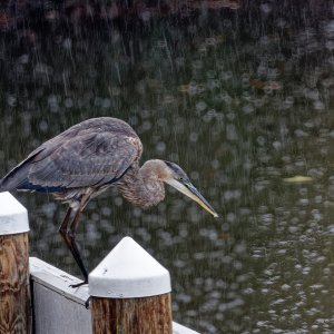 Alfred in the Rain.jpeg