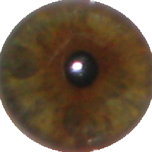 my eye.png