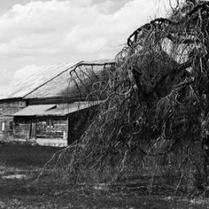 Barn & Tree.r.jpg