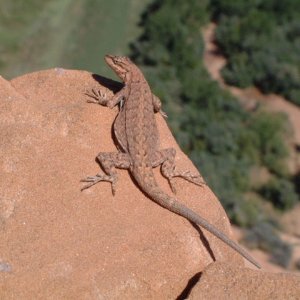 rocklizard.jpg