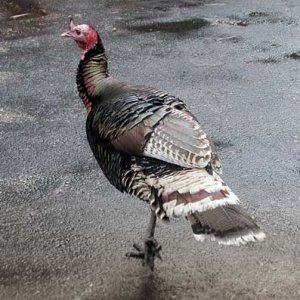 Turkey.jpg